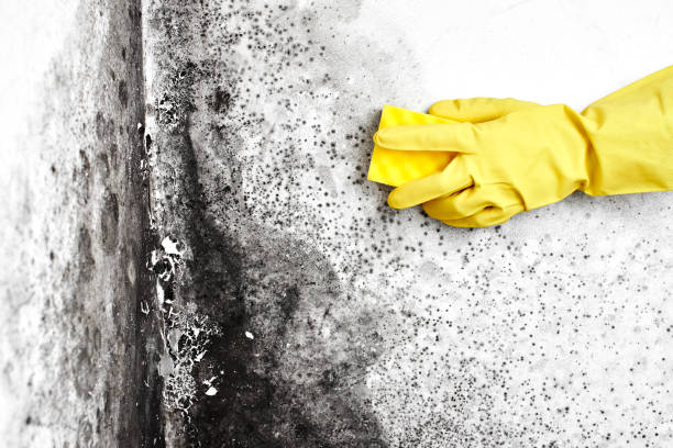 Reliable George Mason, VA Mold Remediation Solutions