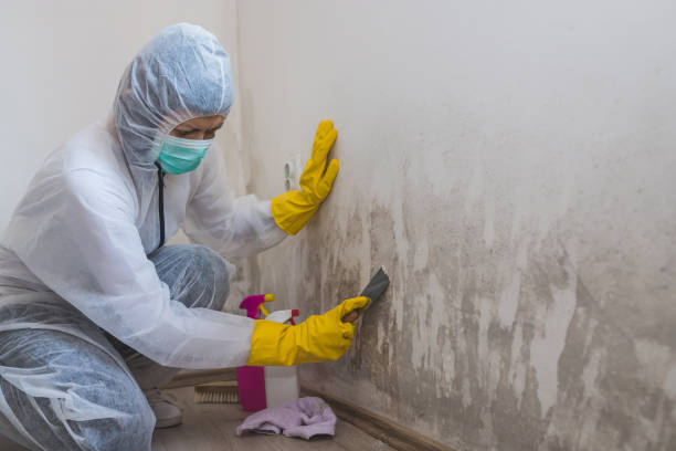 Best Health and Safety Mold Remediation in George Mason, VA