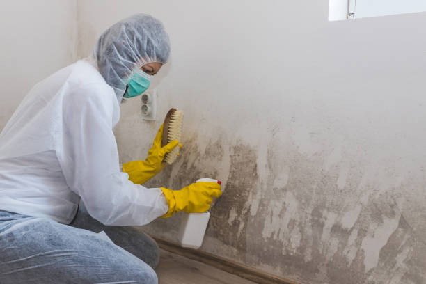 Best Bathroom Mold Remediation in George Mason, VA