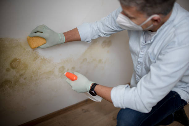 Best Health and Safety Mold Remediation in George Mason, VA
