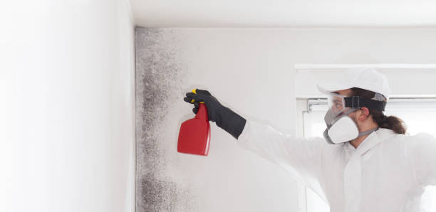 Best Mold Remediation for Specific Building Types in George Mason, VA
