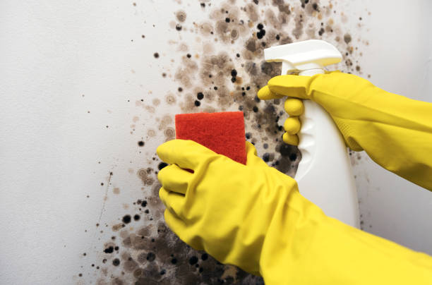 Best Commercial Mold Remediation in George Mason, VA