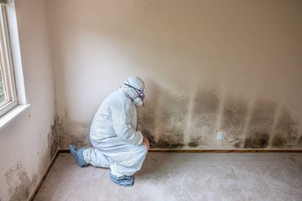 Best Mold Remediation for Schools in George Mason, VA