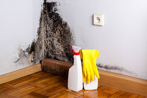 Best Emergency Mold Remediation in George Mason, VA