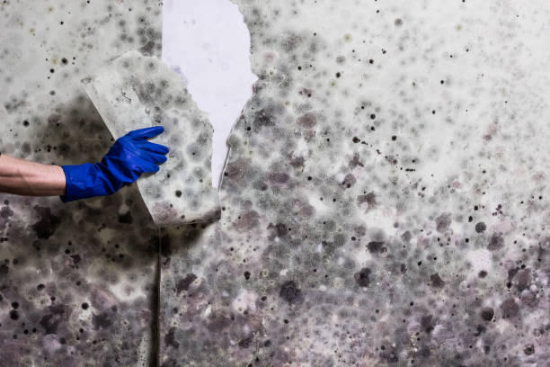 Best Mold Remediation for Specific Building Types in George Mason, VA