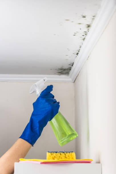 Best Post-Remediation Services in George Mason, VA